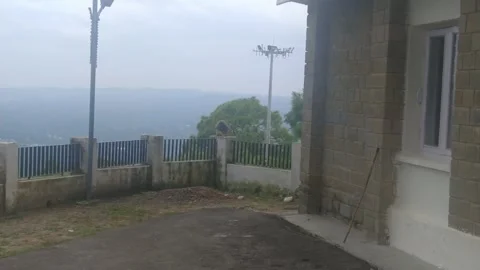 Close up view of monkeys playing in wall. Stock Footage 272200044