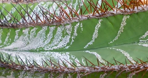 Close up view of monk's hood cactus plant also known as Astrophytum ornatum. Video stock 326577342
