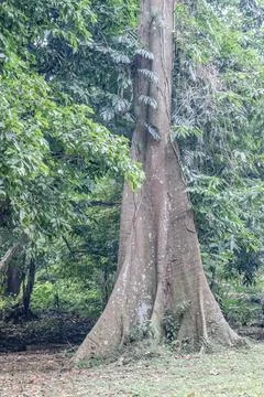 Close View of a Monumental Tropical Tree Trunk Stock Photos