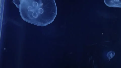 A close-up view of a moon jellyfish Aurelia labiata illuminated against a dark b Stock Footage 291552870