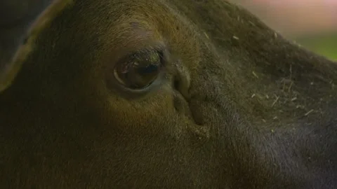 Close up view of moose  Stock Footage 242766247