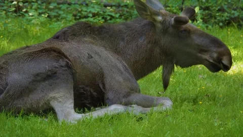 Close view of a moose Stock Footage 243242137