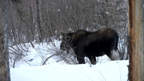 Close view of a moose grazing on willows at yellowstone Stock Footage 130648867