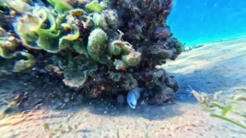 Close View of Moray Eel Sheltering Under Coral in Blue Ocean Stock Footage 337662366
