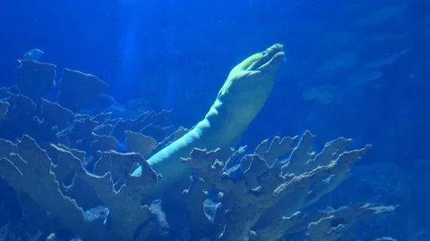 Close view of a moray eel slowly breathing underwater in an aquarium surrou.. Stock Footage 340407454