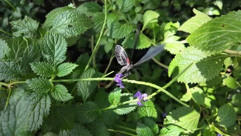 Close view of an mormon butterfly flying Stock Footage 272522264