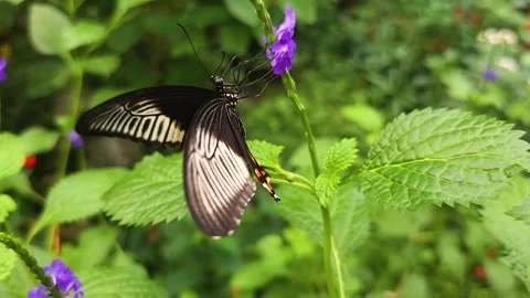 Close up view of a mormon butterfly  Stock Footage 261433539
