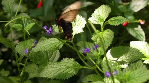 Close up view of a mormon butterfly Stock Footage 272604574