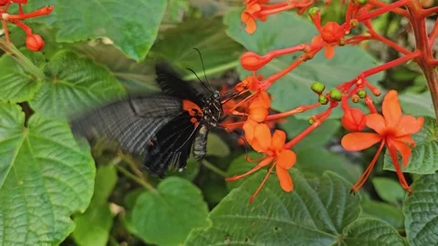 Close view of an mormon butterfly Stock Footage 274440743