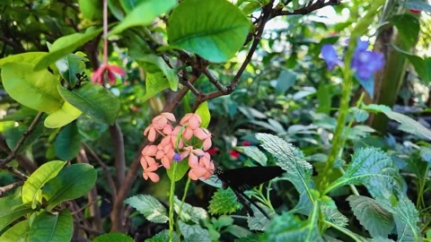 Close view of a mormon butterfly in slowmo Stock Footage 295206465