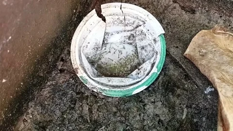 Close Up View Of Mosquito Larvae Movement In Water 動画素材 335473727