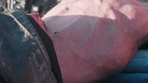 Close up view of mosquito on man hand. Large insects of Yamal peninsula. Stock Footage 164382375