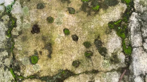 Close-up view of moss and lichen growing on old cracked concrete wall Stock Footage 328342140