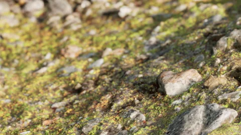 Close up view of moss and stones on a rocky surface in a natural setting Stock Footage 342048911