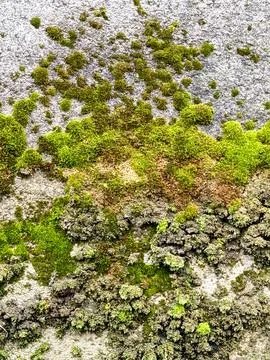 Close view of moss clusters on weathered concrete wall Stock Photos