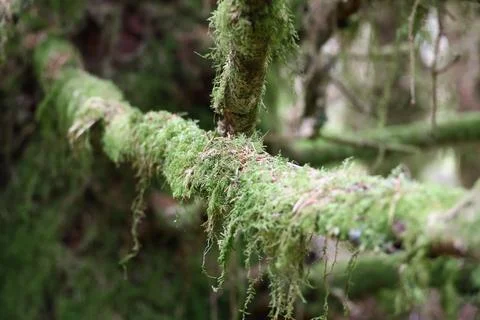 Close view of moss covered branches in Scottish Highlands forest Stock Photos
