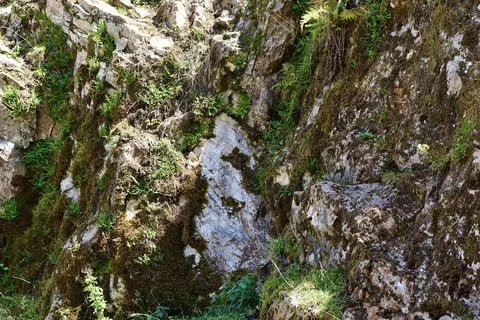 Close-up view of moss-covered rocky cliff Stock Photos