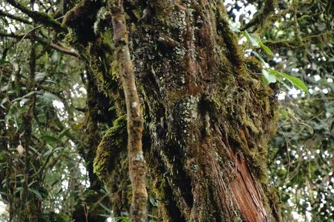 Close-up view of a moss-covered tree trunk in a dense forest Stockfoto's
