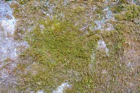 Close-up view of moss-covered wall Stock Photos
