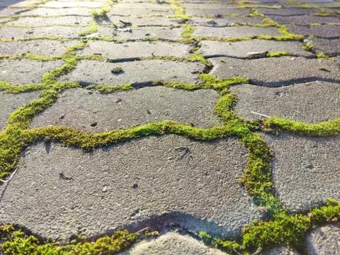 Close-up view of moss growing between cobblestone pavers Foto stock