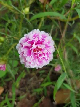 Close up view of moss rose Stock Photos