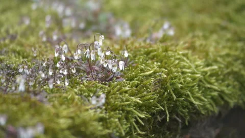 A close up view of a moss with tiny flowers on it.  Stock Footage 150196209