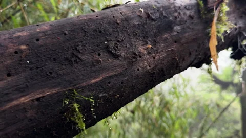 Close-up view of a mossy fallen tree trunk in Tà Xùa Primeval Forest, Vietnam Stock Footage 345138486