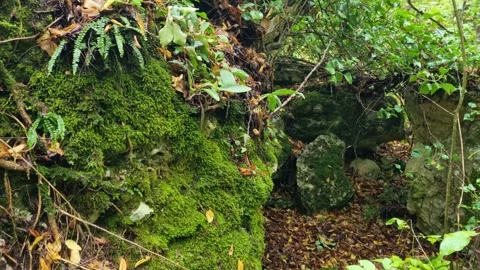 Close view of mossy rocks and ferns in green forest Stock Footage 319526421