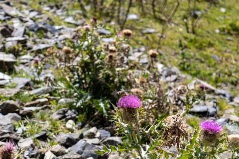 A close up view on a moth polluting a thistle flower on an alpine meadow in.. Stock Photos
