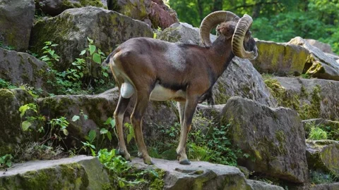 Close view of Mouflon Stock Footage 277218438