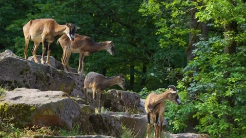 Close view of Mouflon Stock Footage 277218796