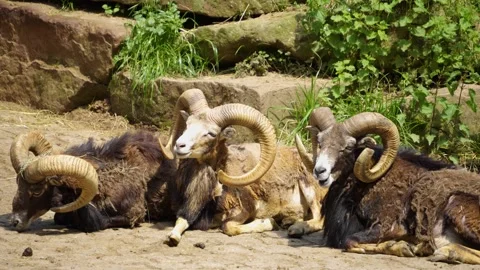 Close view of Mouflon, ram Stock Footage 242120782