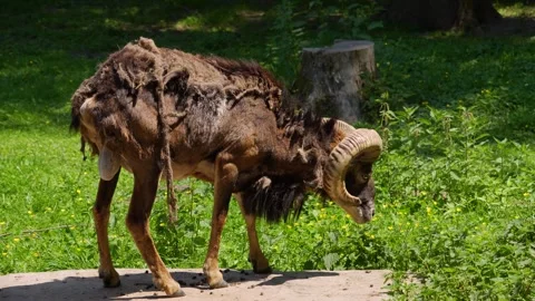 Close view of Mouflon, ram Stock Footage 260525242