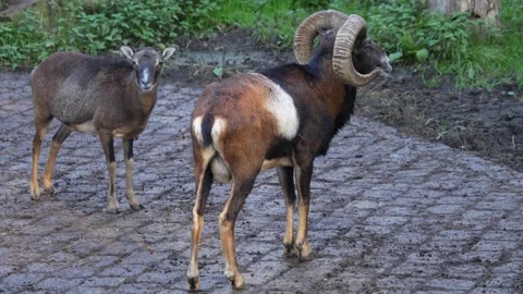 Close view of mouflon sheep in fall Stock Footage 290105672