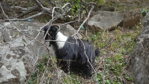 Close-up view of Mountain goat Stock Footage 146851654