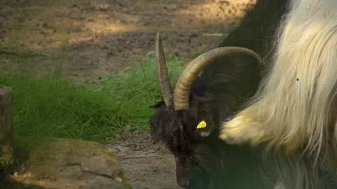 Close view of a mountain goat Stock Footage 260538319