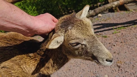 Close view of a  mountain goat  Stock Footage 274222005