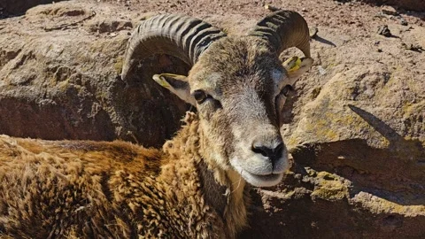 Close view of a  mountain goat  Video stock 274222741