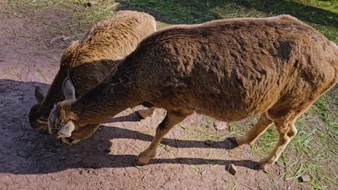 Close view of a  mountain goat  Stock Footage 274223126