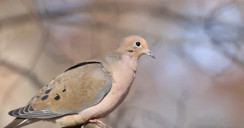 Close up view of a mourning dove perching on a tree branch Stock Footage 329827683