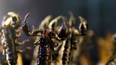 A close-up view of the mouth of a scorpion, group of animals with eight legs in Stock Footage 317698043
