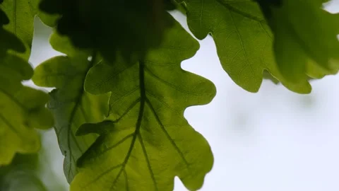 Close-up view of movement on a wind of oak green leaves Stock Footage 154436646