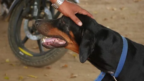 Close view of moving hand on head of black dog Видео 150714605