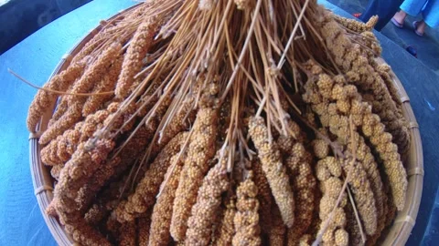 Close view moving looking around view to stack of branch of millets placed on a  Stock Footage 266503808