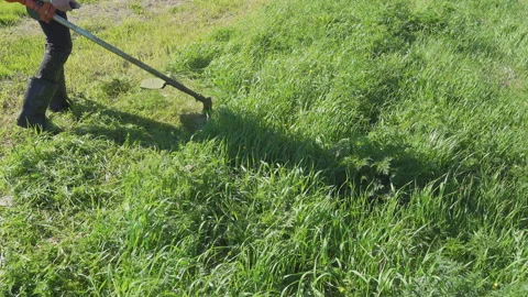 Close view of mowing native grass with petrol lawn trimmer in field. Stock Footage 194971567
