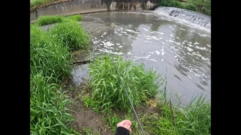 A close-up view of a muddy riverbank covered in grass Stock Footage 321550069