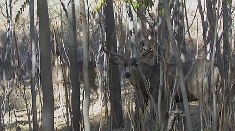 Close View of Mule Deer Buck in A Thicket Stock Footage 49678037