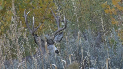 Close View of Mule Deer Buck Watching a Doe During the Rut Stock Footage 117657968