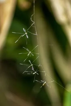 Close-up view of multiple crane flies Stock Photos