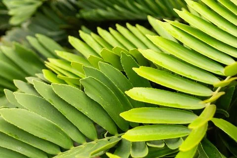 A close view of multiple green leaves shows their shapes and arrangements. .. Stock Photos